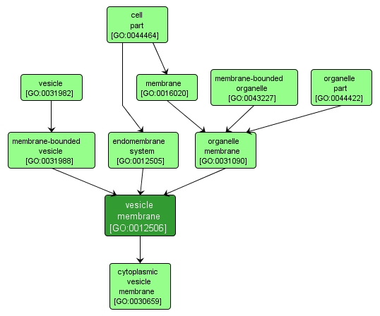 GO:0012506 - vesicle membrane (interactive image map)