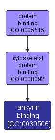GO:0030506 - ankyrin binding (interactive image map)