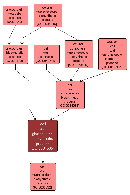 GO:0031506 - cell wall glycoprotein biosynthetic process (interactive image map)