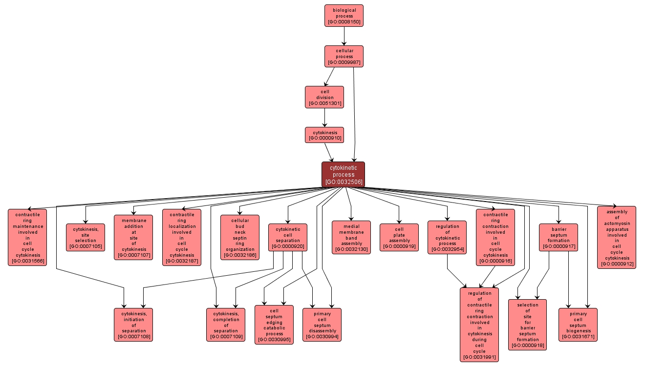 GO:0032506 - cytokinetic process (interactive image map)