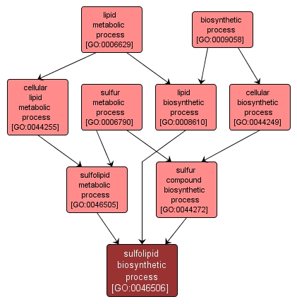 GO:0046506 - sulfolipid biosynthetic process (interactive image map)