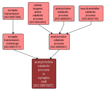 GO:0001507 - acetylcholine catabolic process in synaptic cleft (interactive image map)