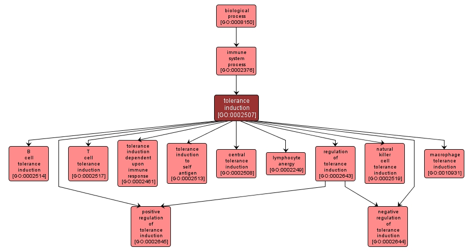 GO:0002507 - tolerance induction (interactive image map)