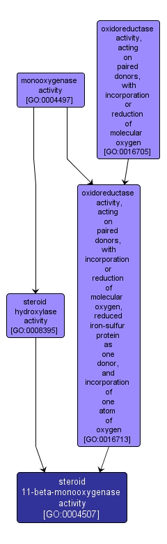 GO:0004507 - steroid 11-beta-monooxygenase activity (interactive image map)