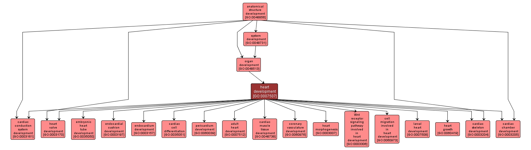GO:0007507 - heart development (interactive image map)