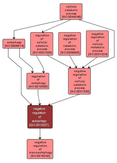 GO:0010507 - negative regulation of autophagy (interactive image map)