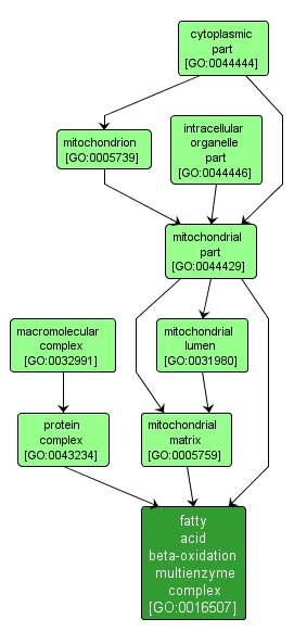 GO:0016507 - fatty acid beta-oxidation multienzyme complex (interactive image map)