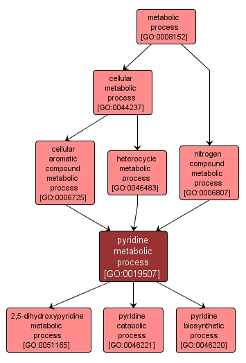 GO:0019507 - pyridine metabolic process (interactive image map)