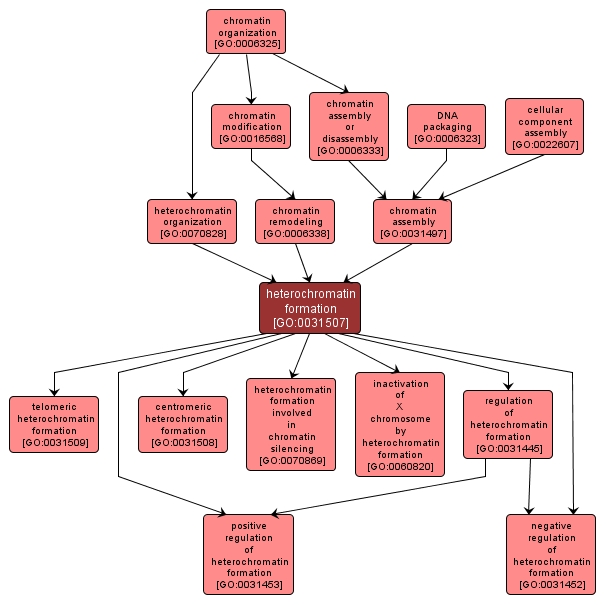 GO:0031507 - heterochromatin formation (interactive image map)