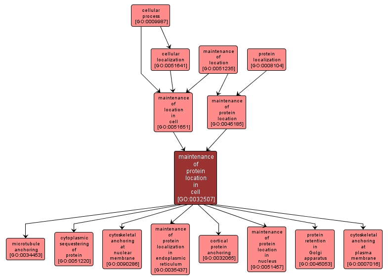 GO:0032507 - maintenance of protein location in cell (interactive image map)