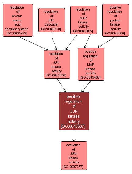 GO:0043507 - positive regulation of JUN kinase activity (interactive image map)