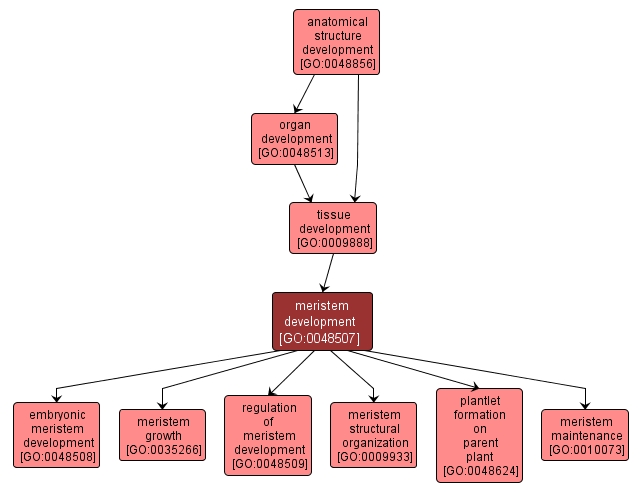 GO:0048507 - meristem development (interactive image map)