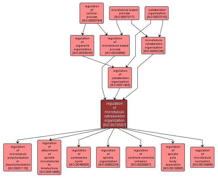 GO:0070507 - regulation of microtubule cytoskeleton organization (interactive image map)