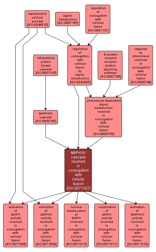 GO:0071507 - MAPKKK cascade involved in conjugation with cellular fusion (interactive image map)