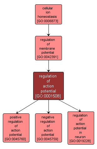 GO:0001508 - regulation of action potential (interactive image map)