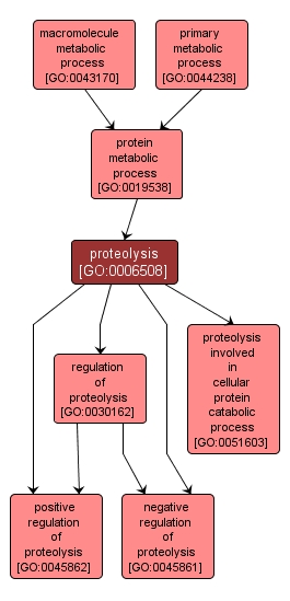 GO:0006508 - proteolysis (interactive image map)