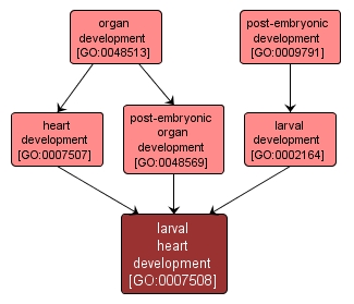 GO:0007508 - larval heart development (interactive image map)