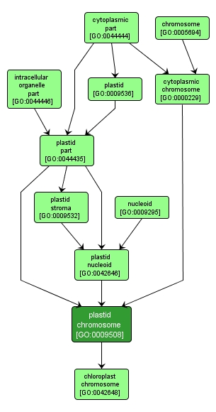 GO:0009508 - plastid chromosome (interactive image map)