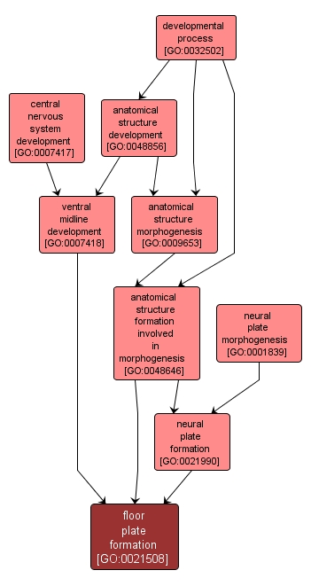 GO:0021508 - floor plate formation (interactive image map)