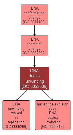 GO:0032508 - DNA duplex unwinding (interactive image map)