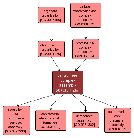 GO:0034508 - centromere complex assembly (interactive image map)