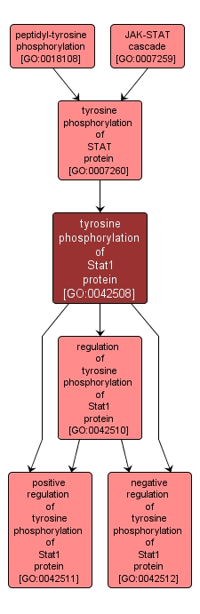 GO:0042508 - tyrosine phosphorylation of Stat1 protein (interactive image map)