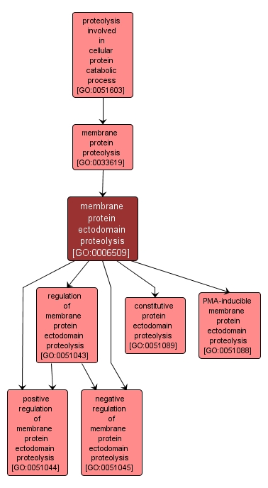 GO:0006509 - membrane protein ectodomain proteolysis (interactive image map)