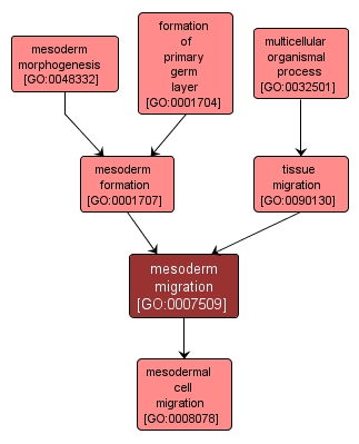GO:0007509 - mesoderm migration (interactive image map)