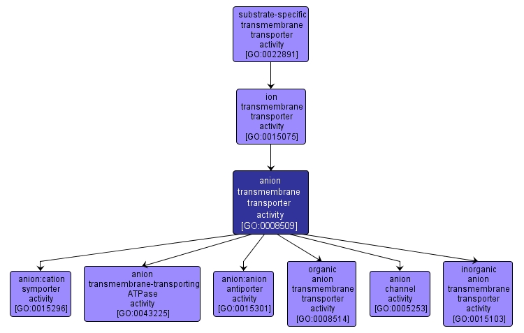 GO:0008509 - anion transmembrane transporter activity (interactive image map)
