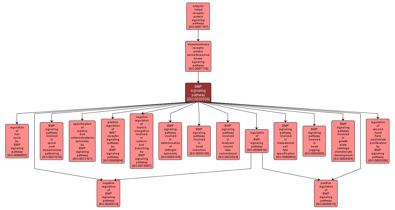 GO:0030509 - BMP signaling pathway (interactive image map)