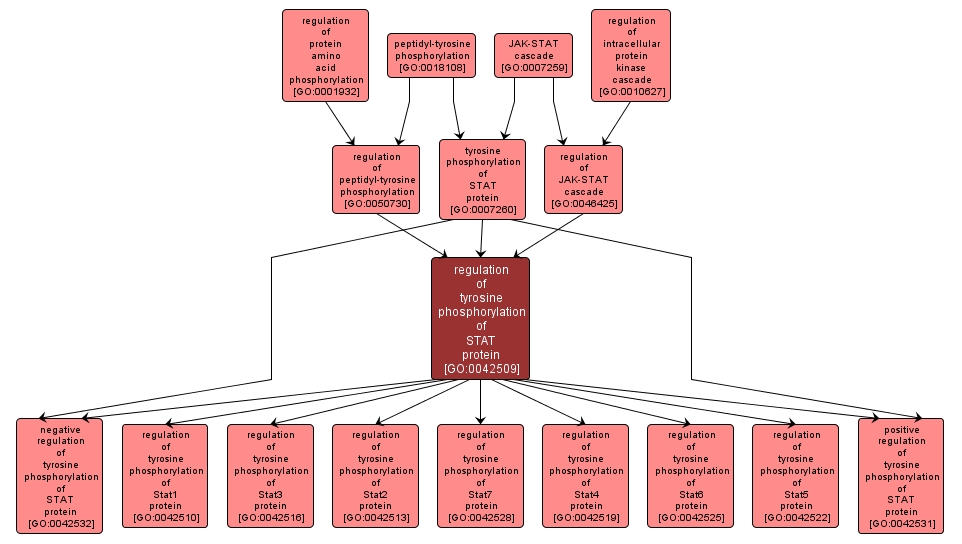 GO:0042509 - regulation of tyrosine phosphorylation of STAT protein (interactive image map)