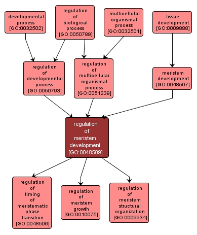 GO:0048509 - regulation of meristem development (interactive image map)