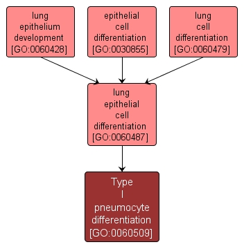 GO:0060509 - Type I pneumocyte differentiation (interactive image map)