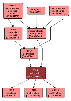 GO:0001510 - RNA methylation (interactive image map)