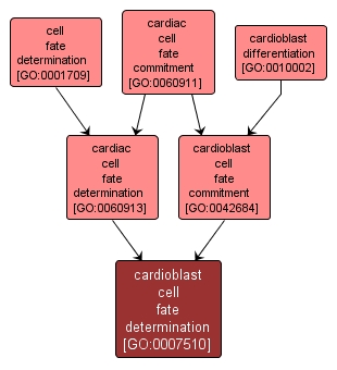 GO:0007510 - cardioblast cell fate determination (interactive image map)