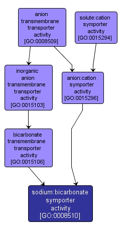 GO:0008510 - sodium:bicarbonate symporter activity (interactive image map)