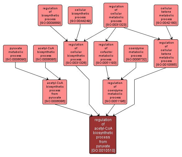 GO:0010510 - regulation of acetyl-CoA biosynthetic process from pyruvate (interactive image map)