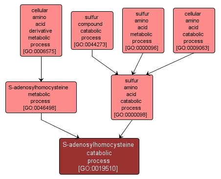 GO:0019510 - S-adenosylhomocysteine catabolic process (interactive image map)