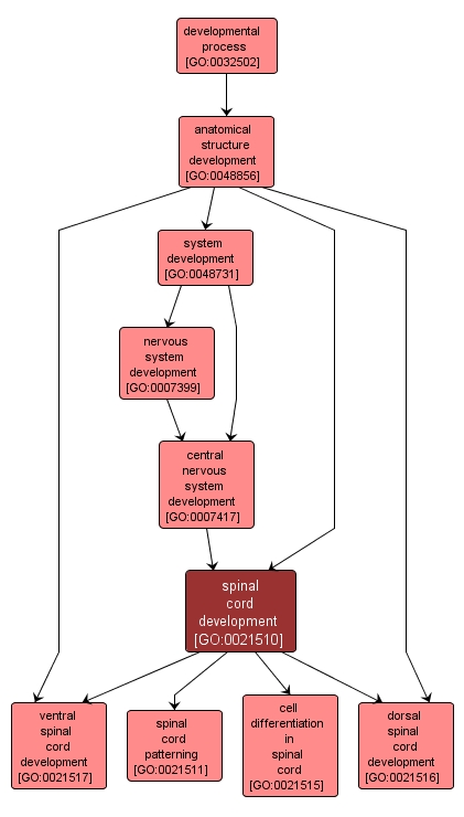 GO:0021510 - spinal cord development (interactive image map)