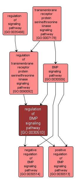 GO:0030510 - regulation of BMP signaling pathway (interactive image map)