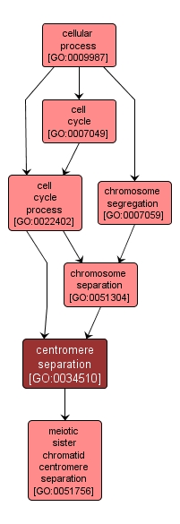 GO:0034510 - centromere separation (interactive image map)