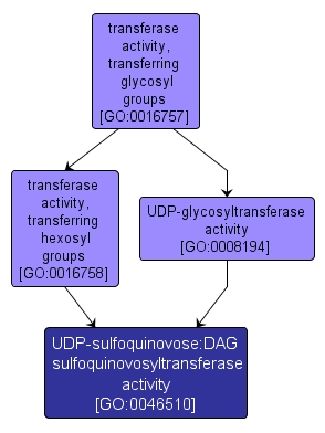 GO:0046510 - UDP-sulfoquinovose:DAG sulfoquinovosyltransferase activity (interactive image map)