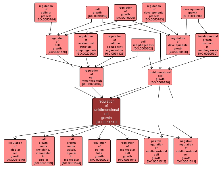 GO:0051510 - regulation of unidimensional cell growth (interactive image map)