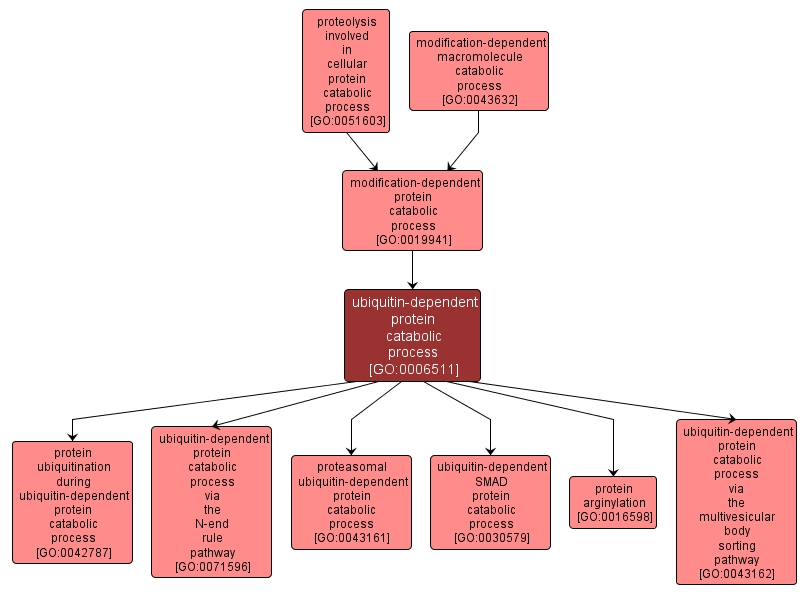 GO:0006511 - ubiquitin-dependent protein catabolic process (interactive image map)