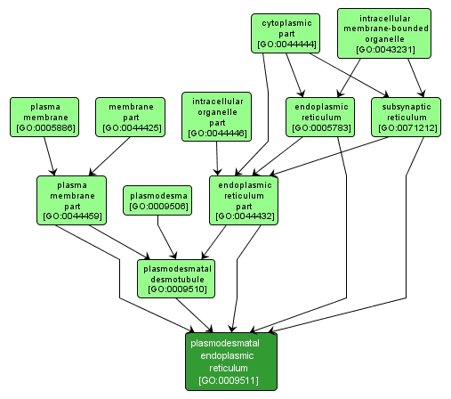 GO:0009511 - plasmodesmatal endoplasmic reticulum (interactive image map)