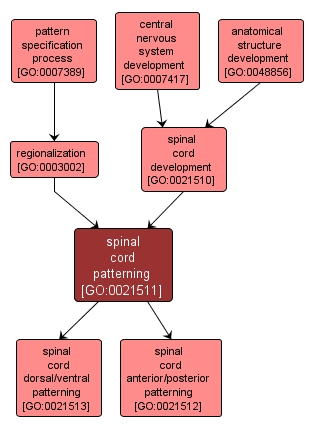 GO:0021511 - spinal cord patterning (interactive image map)
