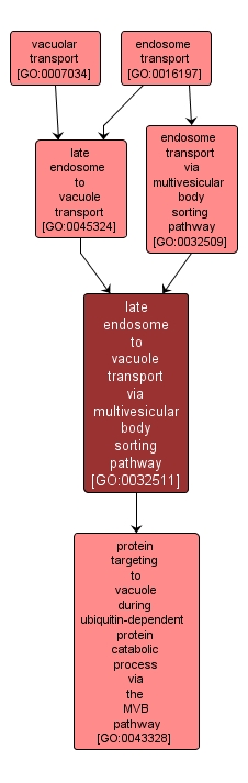 GO:0032511 - late endosome to vacuole transport via multivesicular body sorting pathway (interactive image map)