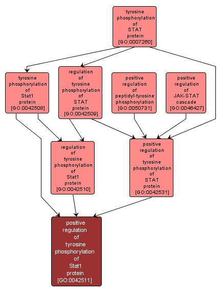 GO:0042511 - positive regulation of tyrosine phosphorylation of Stat1 protein (interactive image map)