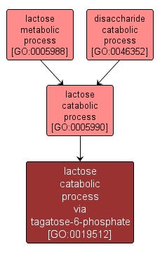 GO:0019512 - lactose catabolic process via tagatose-6-phosphate (interactive image map)