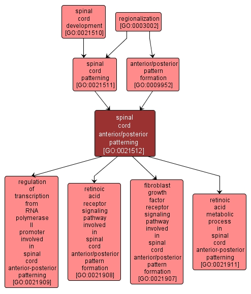 GO:0021512 - spinal cord anterior/posterior patterning (interactive image map)